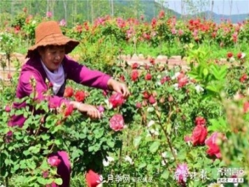 山东淄博沂源60亩月季花竞放，美丽产业助推特色乡村旅游