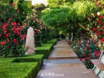 秦皇岛适合养月季花，市花和市树是什么