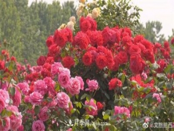 肥西县三河镇百亩树状月季园：花开正艳，产业增收