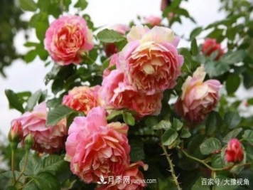 河南省各市市花，洛阳牡丹最出名，月季最受欢迎
