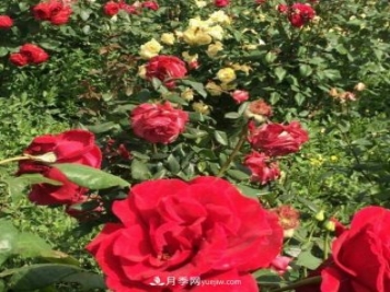 山西运城农民柳庚申建当地精品月季园，种植300多个月季花品种