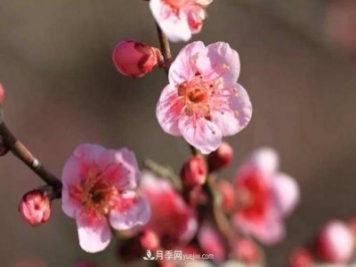 淮北市的市花是什么？月季花的花语寓意