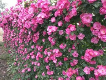 推荐3种爬藤月季，花园里轻松打造漂亮花墙