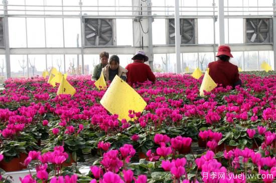 扬州高邮：每天发货30万株，花工厂绽放乡村振兴致富花(图1)